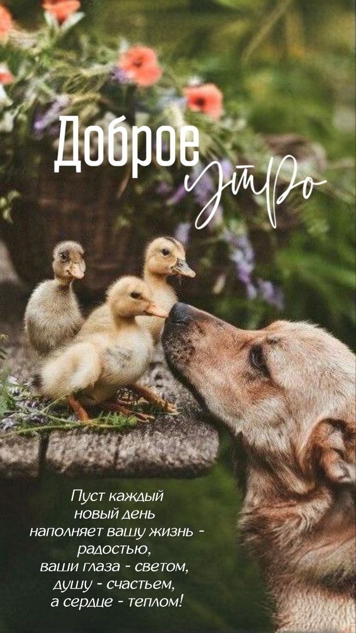 Доброе утро
Пусть каждый новый день наполняет вашу жизнь - радостью, ваши глаза - светом, душу - счастьем, а сердце - теплом!