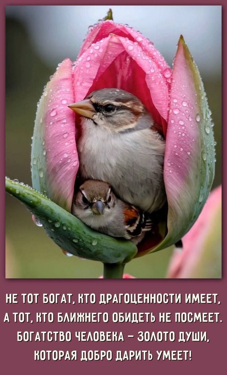НЕ ТОТ БОГАТ, КТО ДРАГОЦЕННОСТИ ИМЕЕТ, А ТОТ, КТО БЛИЖНЕГО ОБИДЕТЬ НЕ ПОСМЕЕТ. БОГАТСТВО ЧЕЛОВЕКА – ЗОЛОТО ДУШИ, КОТОРАЯ ДОБРО ДАРИТЬ УМЕЕТ!