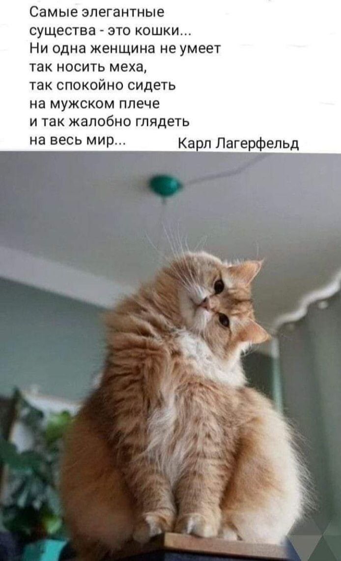 Самые элегантные существа - это кошки... Ни одна женщина не умеет так носить меха, так спокойно сидеть на мужском плече и так жалобно смотреть на весь мир... 

Карл Лагерфельд