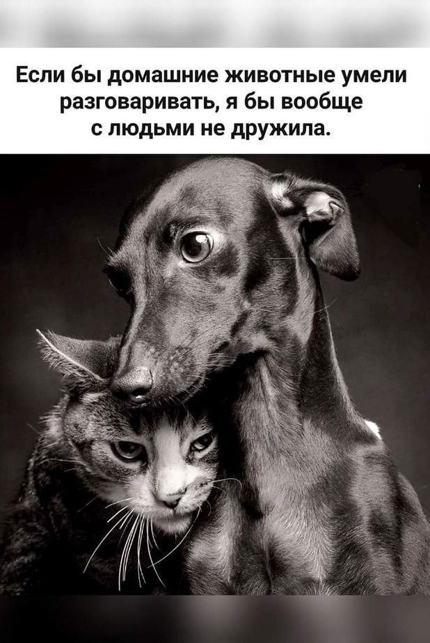 Если бы домашние животные умели разговаривать, я бы вообще с людьми не дружила.