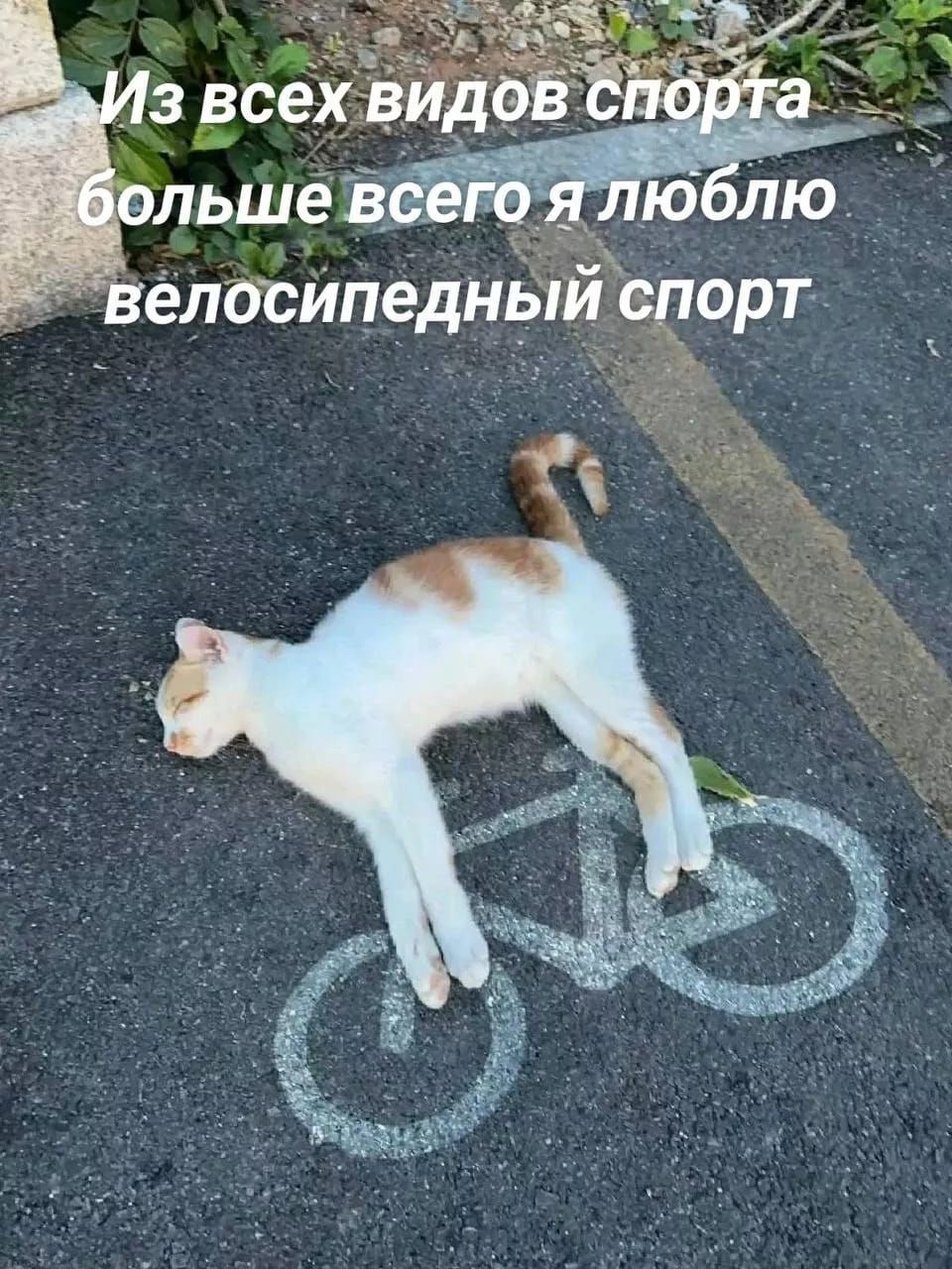 Из всех видов спорта больше всего я люблю велосипедный спорт