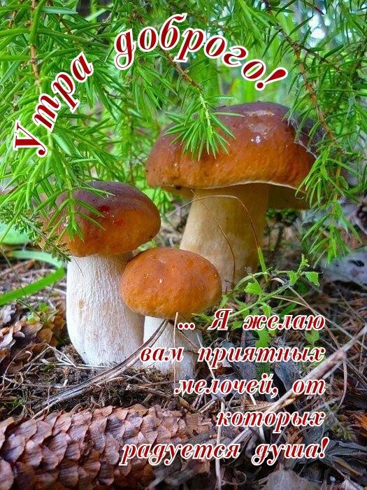 Утра доброго! ... Я желаю вам приятных мелочей, от которых радуется душа!