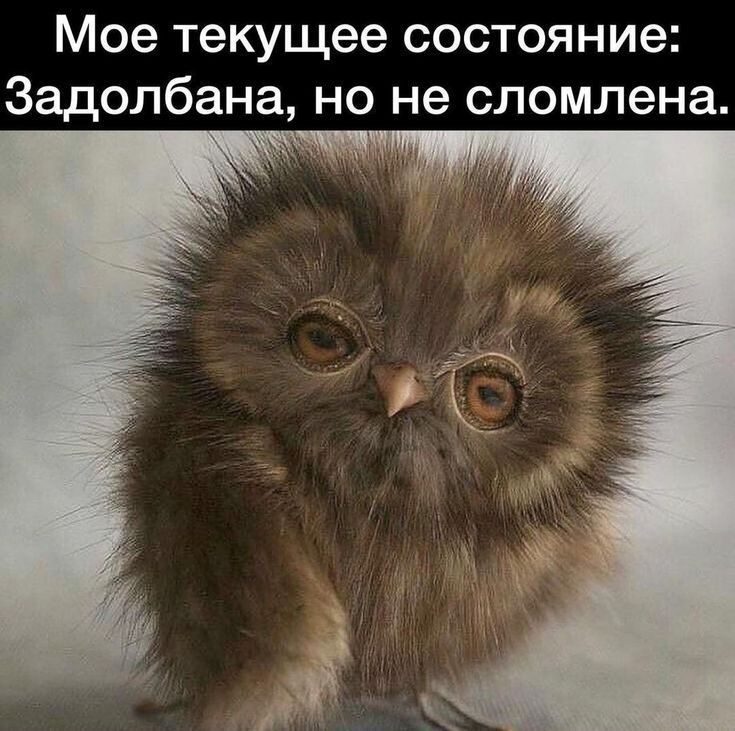 Мое текущее состояние: Задолбанa, но не сломлена.