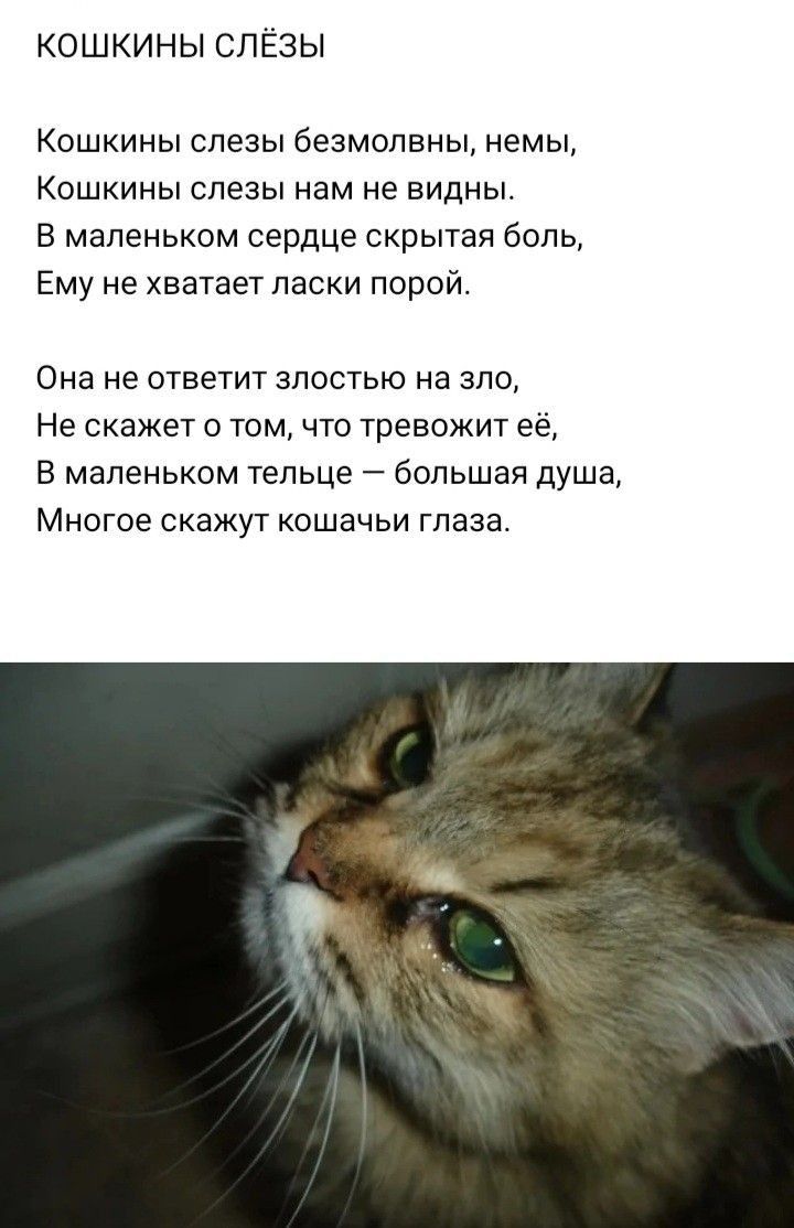 КОШКИНЫ СЛЁЗЫ

Кошкины слёзы безмолвны, немы,
Кошкины слёзы нам не видны.
В маленьком сердце скрытая боль,
Ему не хватает ласки порой.

Она не ответит злостью на зло,
Не скажет о том, что тревожит её,
В маленьком тельце — большая душа,
Многое скажут кошачьи глаза.