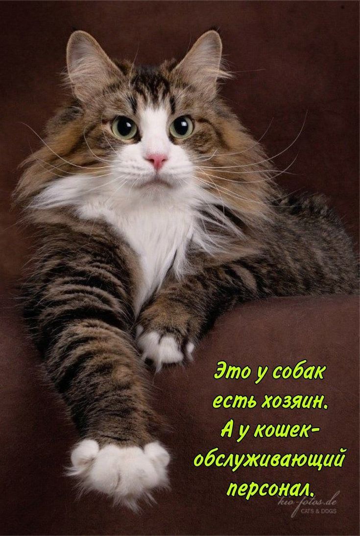 Это у собак есть хозяин. А у кошек-обслуживающий персонал.