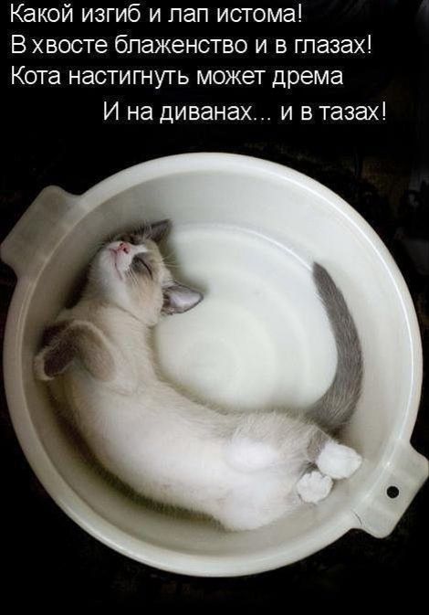 Какой изгиб и лап истома!
В хвосте блаженство и в глазах!
Кота настигнуть может дрема
И на диванах... и в тазах!