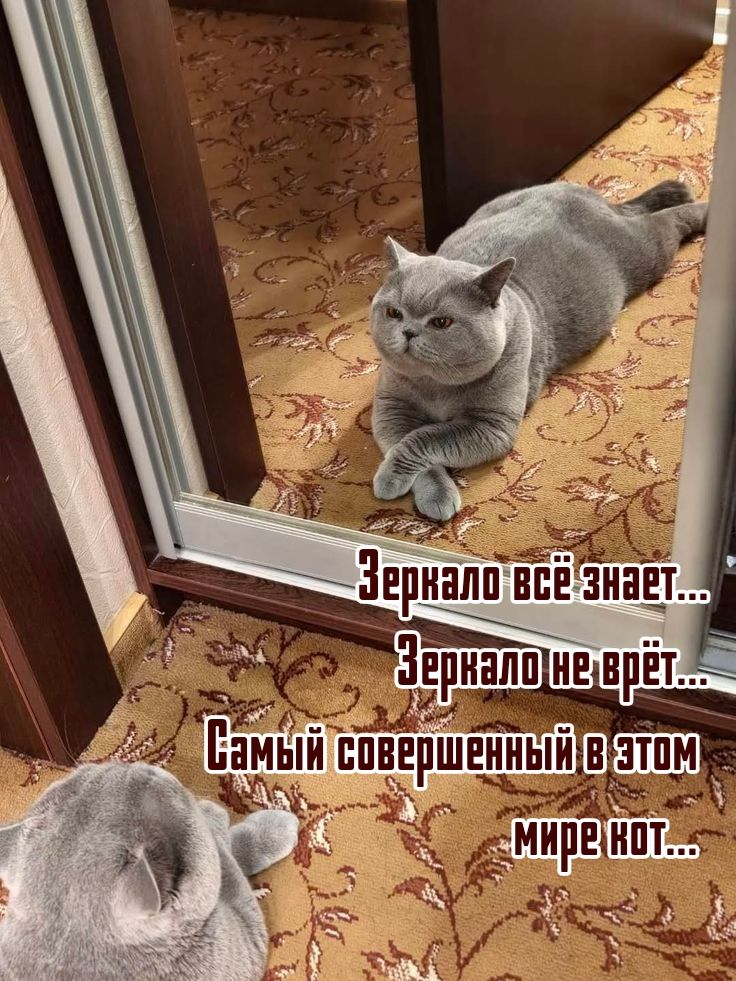 Зеркало всё знает... Зеркало не врет... Самый совершенный в этом мире кот...