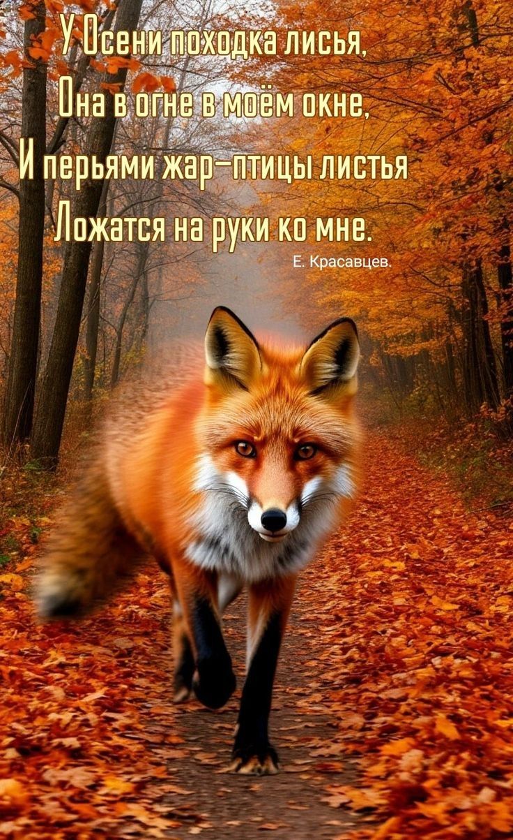 У Осени походка лисья,
Она в огне в моем окне.
И перьями жар-птицы листья
Ложатся на руки ко мне.

Е. Красавцев.
