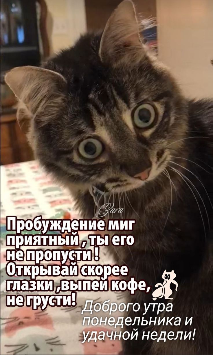Пробуждение миг приятный , ты его не пропусти ! Открывай скорее глазки , выпей кофе , не грусти! Доброе утро понедельника и удачной недели!