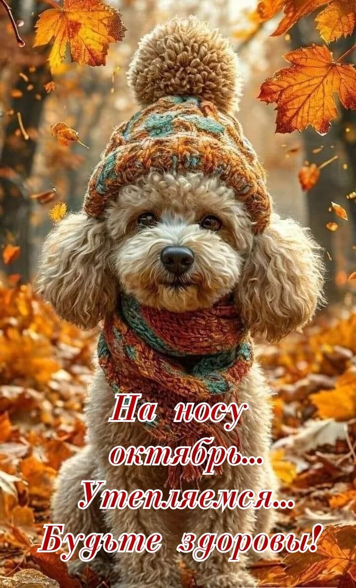 На носу октябрь... Утепляемся... Будьте здоровы!