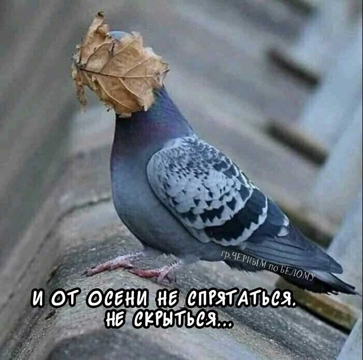 И от осени не спрятаться. Не скрыться...