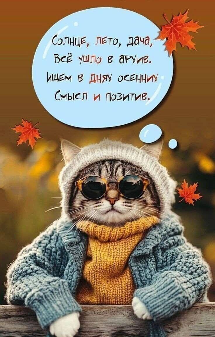 Солнце, лето, дача, Всё ушло в архив. Ищем в днях осенних Смысл и позитив.