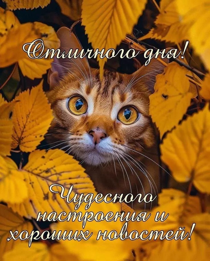 Отличного дня!
Чудесного настроения и хороших новостей!
