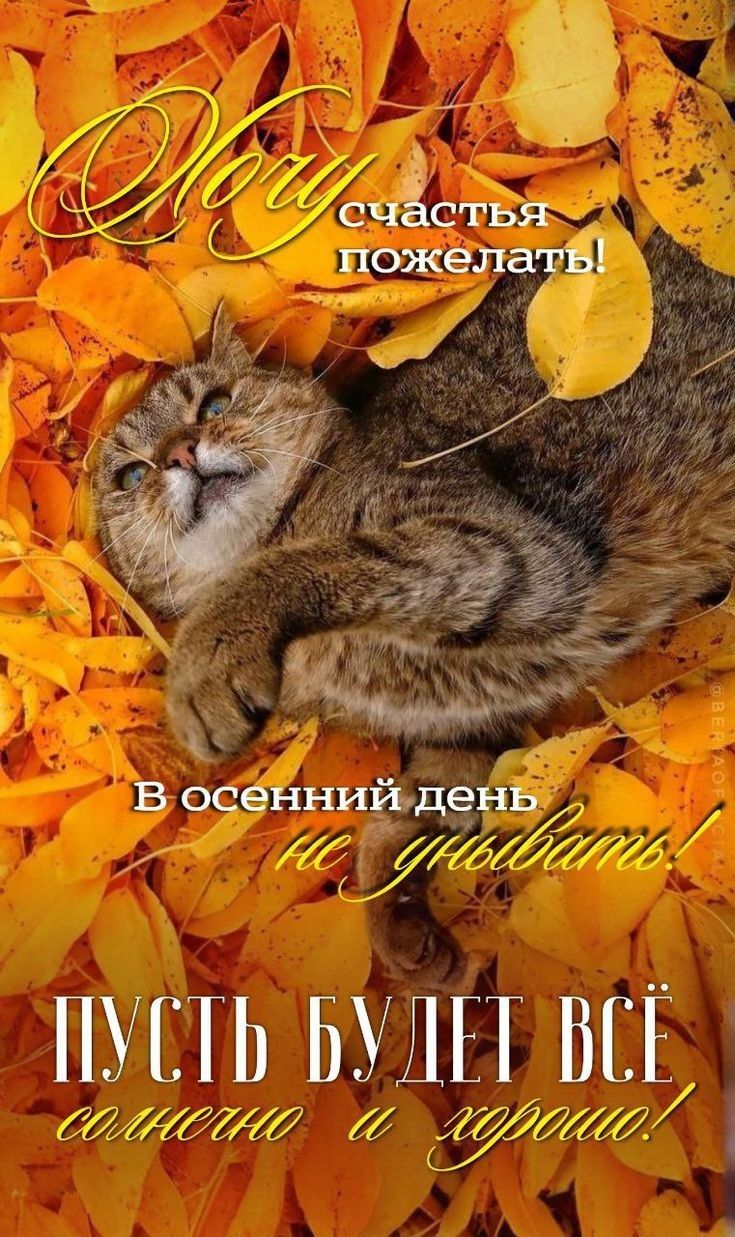 В осенний день не забывать! Пусть будет всё солнечно и хорошо!