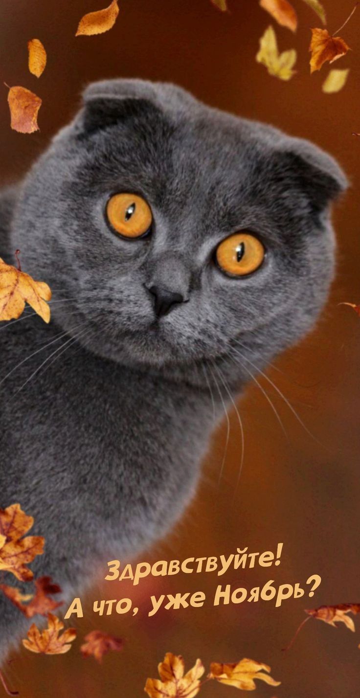 Здравствуйте! А что, уже Ноябрь?