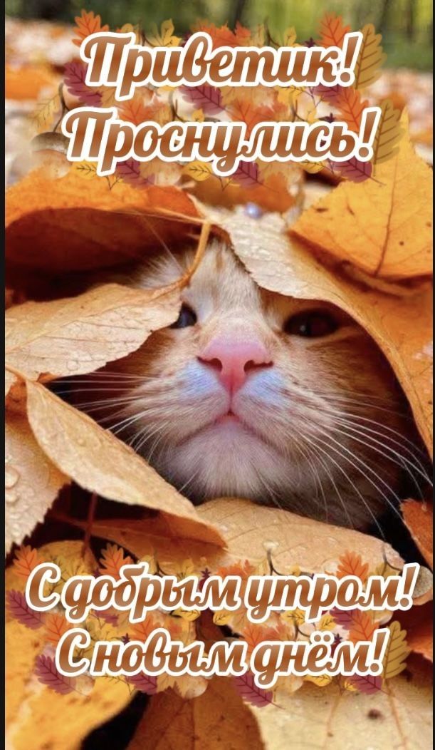 Приветик! Проснулись! С добрым утром! С новым днём!