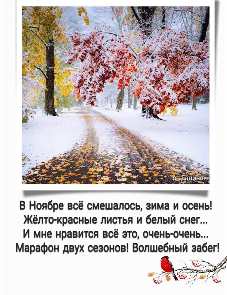 В Ноябре всё смешалось, зима и осень! Жёлто-красные листья и белый снег... И мне нравится всё это, очень-очень... Марафон двух сезонов! Волшебный забег!