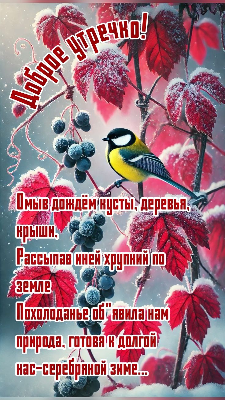 Добре утречко!
Омыв дождём кусты, деревья,
крыши,
Расссыпав иней хрупкий по земле
Похолоданье объявила нам природа, готовая к долгой нас серебряной зиме...