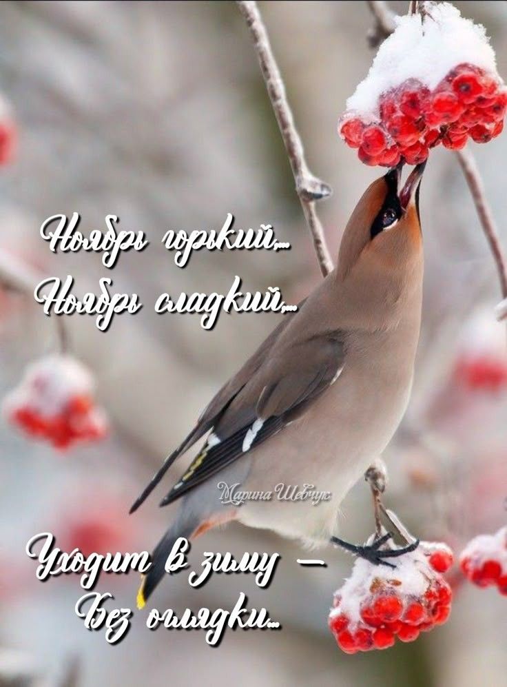 Набери горький, набери сладкий… Уходит в зиму — без улыбки.