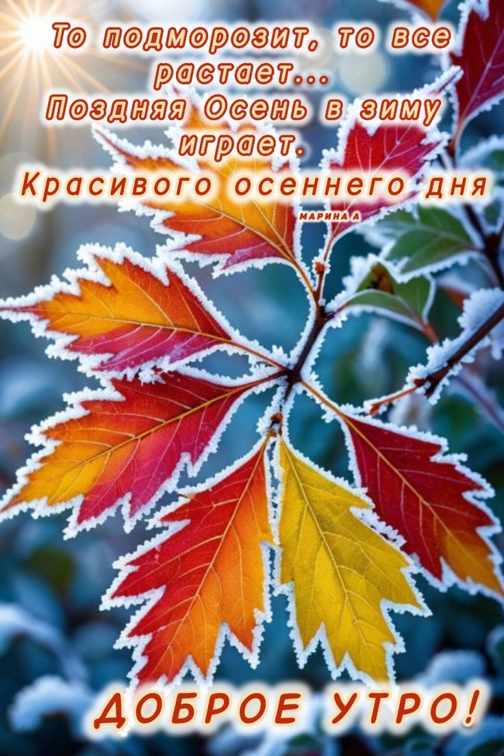 То подморозит, то все растет... Поздняя Осень в зиму играет. Красивого осеннего дня ДОБРОЕ УТРО!