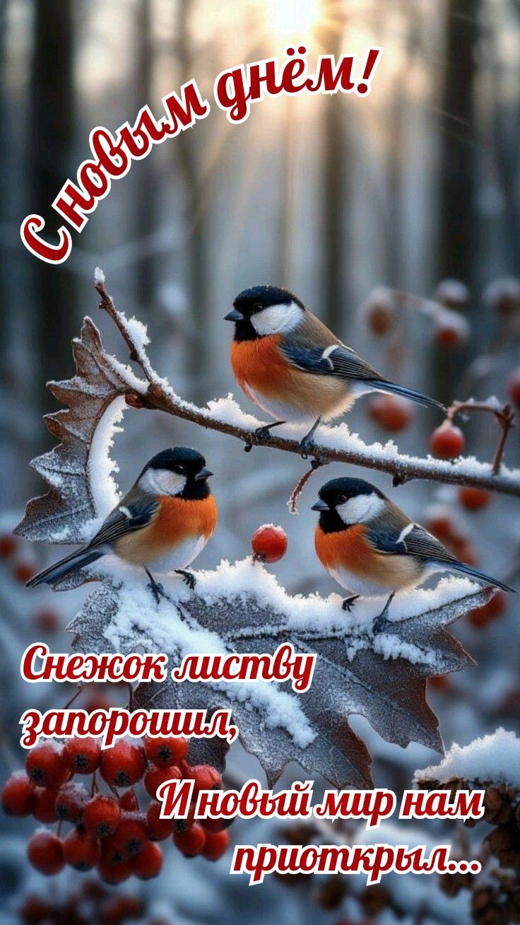 С новым днём!
Снег к листву запорошил, И новый мир нам приоткрыл...