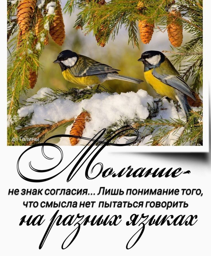 Молчание — не знак согласия... Лишь понимание того, что смысла нет пытаться говорить на разных языках