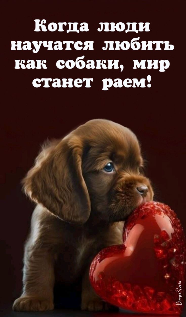 Когда люди научатся любить как собаки, мир станет раем!