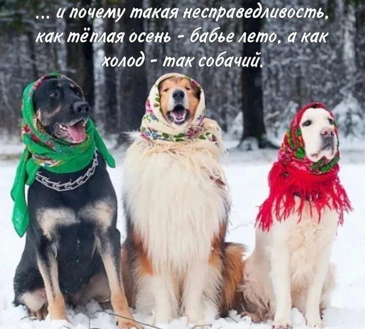 ... и почему такая несправедливость, как тёплая осень - бабье лето, а как холод - так собачий.