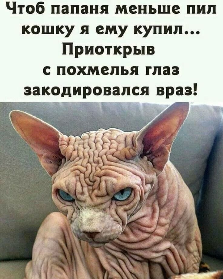 Чтоб папаня меньше пил кошку я ему купил... Приоткрыв с похмелья глаз закодировался враз!