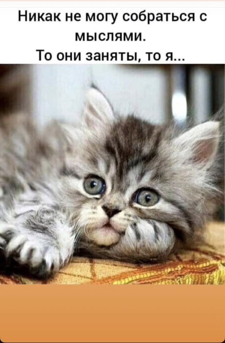 Никак не могу собраться с мыслями. То они заняты, то я...