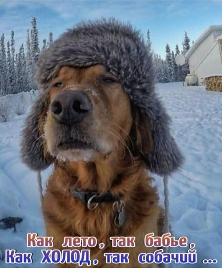 Как лето , так бабье, Как ХОЛОД , так собачий ...