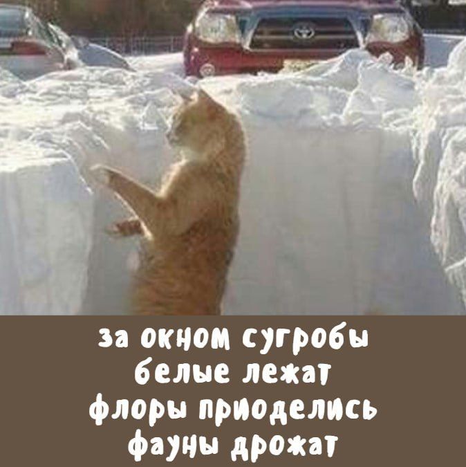 за окном сугробы белые лежат флоры приделись фауны дрожат