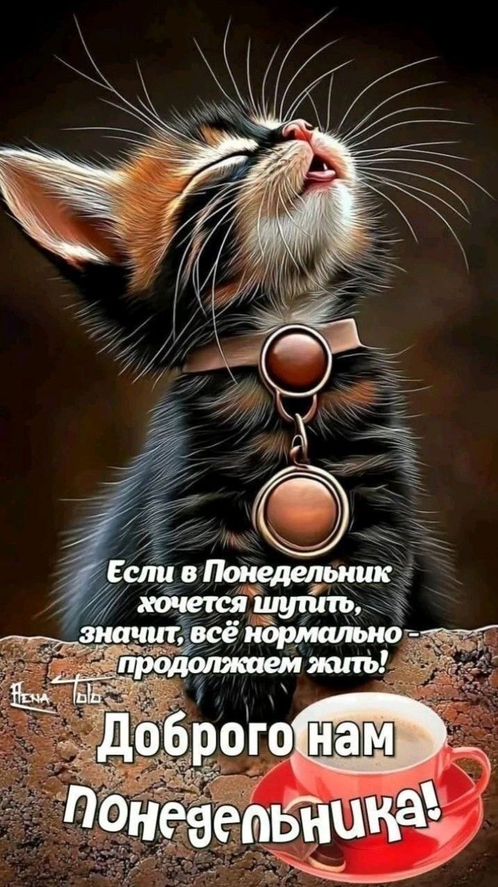 Если в понедельник хочется шутить, значит, всё нормально — продолжаем жить! Доброго нам понедельника!