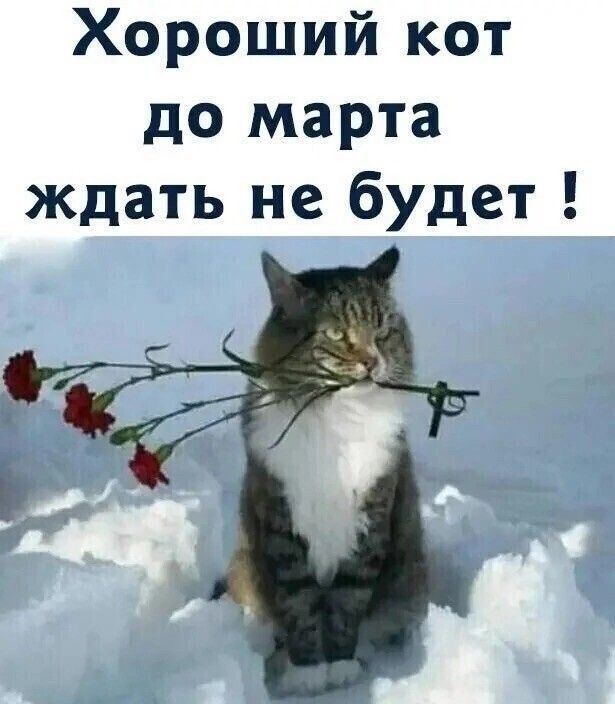 Хороший кот до марта ждать не будет!