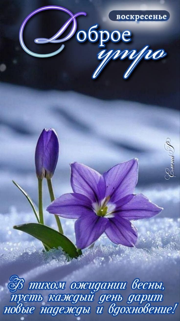 Доброе утро. воскресенье. В тихом ожидании весны, пусть каждый день дарит новые надежды и вдохновение!