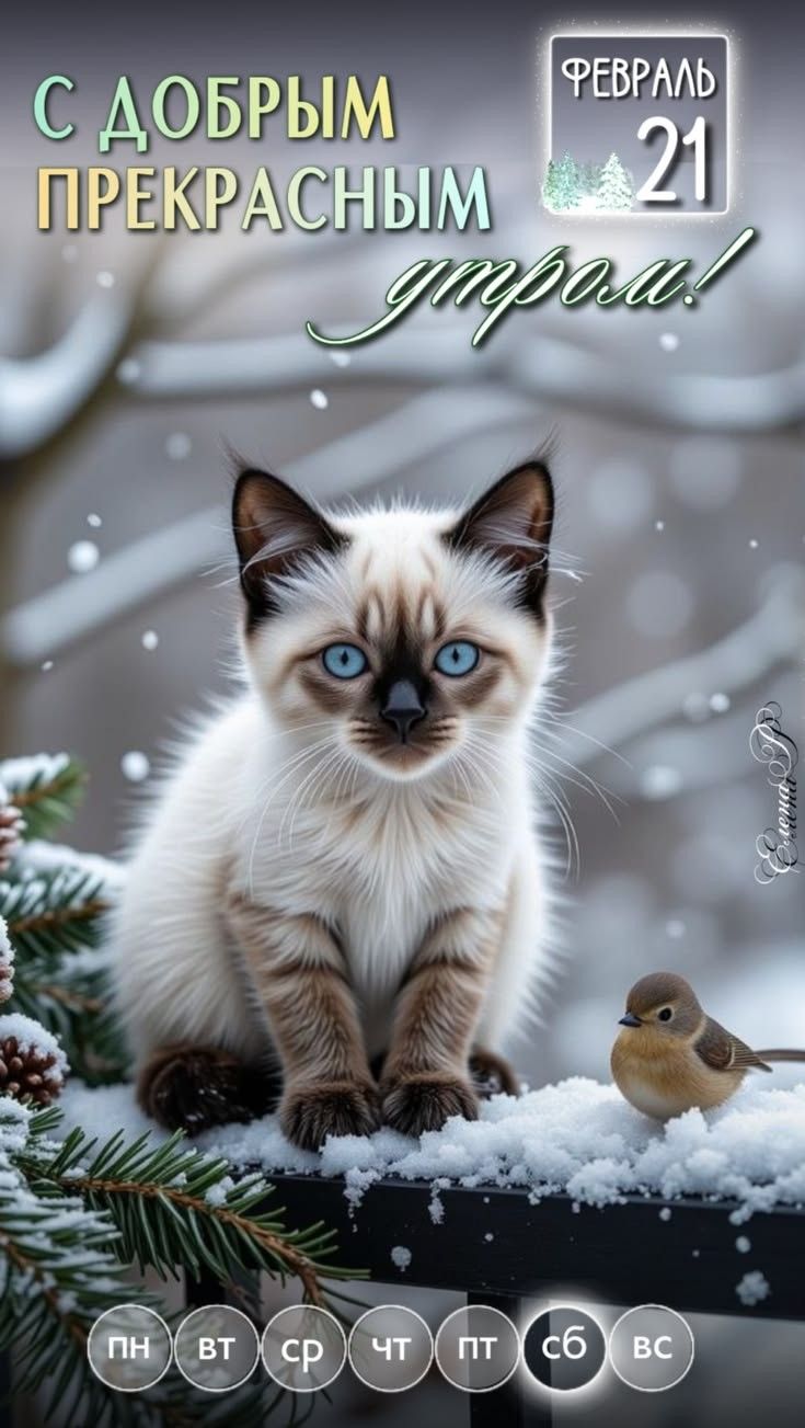 С ДОБРЫМ ПРЕКРАСНЫМ утром! ФЕВРАЛЬ 21