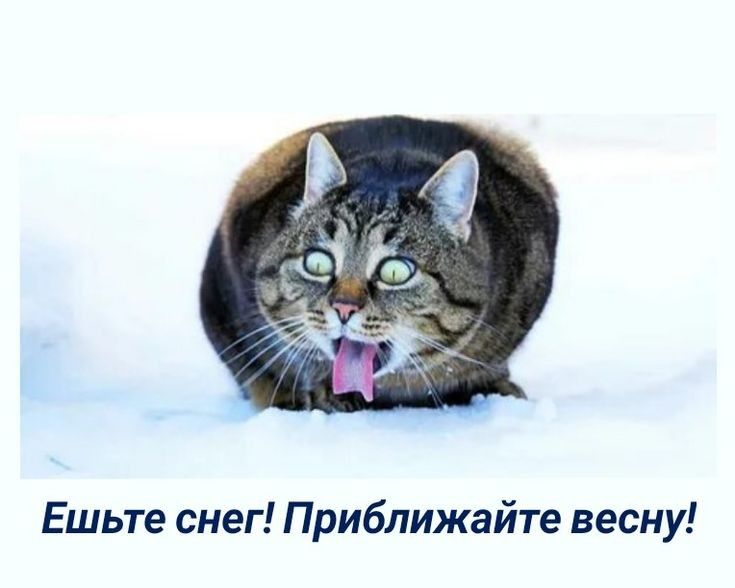 Ешьте снег! Приближайте весну!