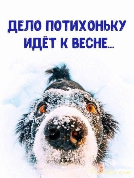 ДЕЛО ПОТИХОНЬКУ ИДЁТ К ВЕСНЕ...