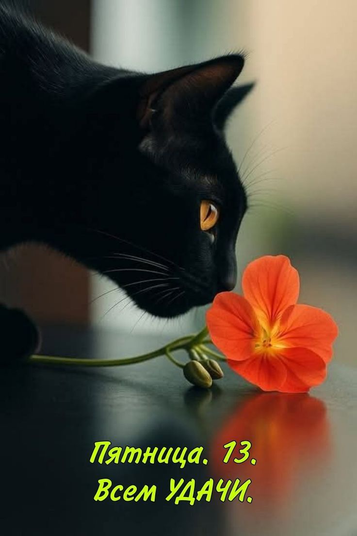 Пятница. 13, Всем УДАЧИ!