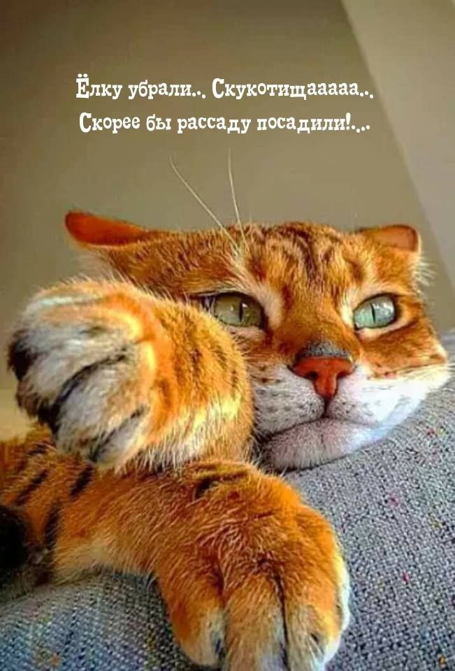 Ёлку убрали... Скукотищааааа... Скорее бы рассаду посадили!...