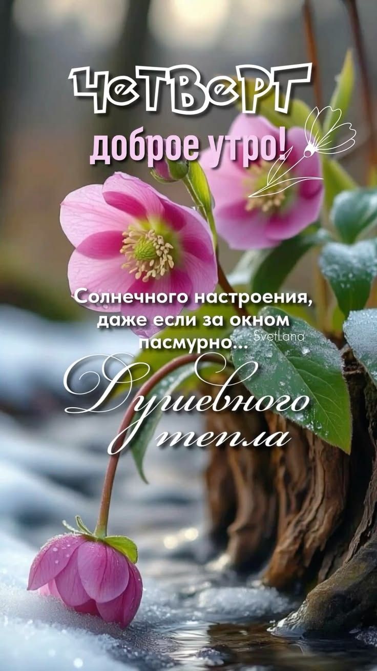 Четверг доброе утро! Солнечного настроения, даже если за окном пасмурно... Svetlana Душевного тепла