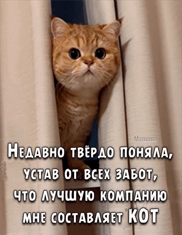 Матвеева Недавно твёрдо поняла, устав от всех забот, что лучшую компанию мне составляет КОТ