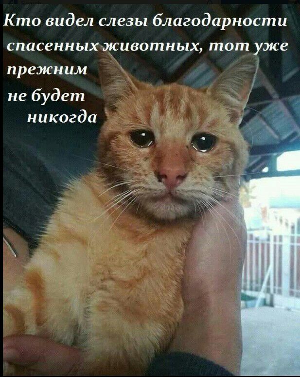 Кто видел слезы благодарности спасенных животных тот уже прежним не будет никогда
