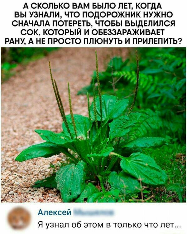 А СКОЛЬКО БАМ БЫЛО ЛЕТ КОГДА ВЫ УЗНАЛИ ЧТО ПОДОРОЖНИК НУЖНО СНАЧАЛА ПОТЕРЁТЬ ЧТОБЫ ВЫДЕЛИЛСЯ СОК КОТОРЫИ И ОБЕЗЗАРАЖИВАЕТ РАНУ А НЕ ПРОСТО ПЛЮНУТЬ И ПРИЛЕПИТЬ Алексей Я узнал об этом в только что пет