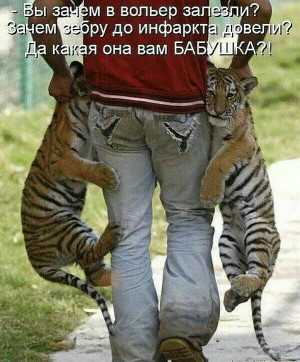 Вы зачем в вольер залезли?
Зачем зебру до инфаркта довели?
Да какая она вам БАБУШКА?!