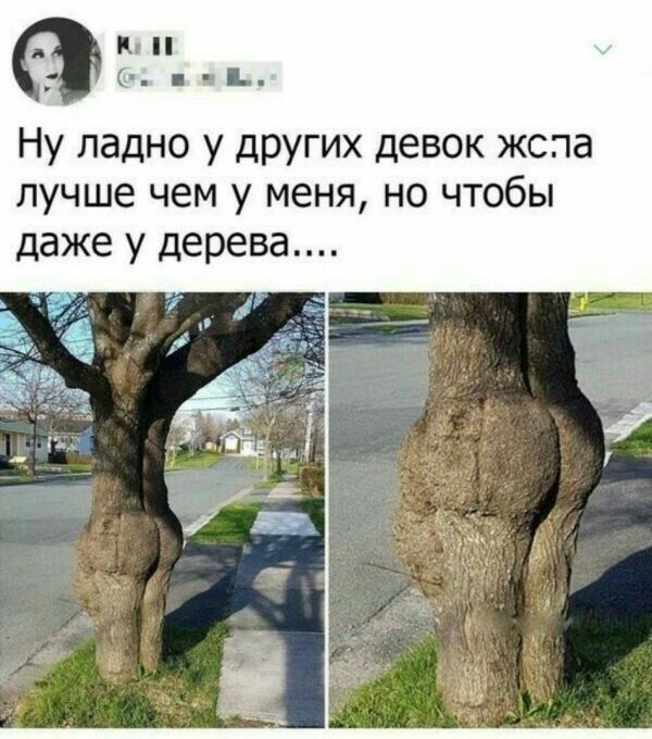 т 1 Ну ладно у других девок жспа лучше чем у меня но чтобы даже у дерева