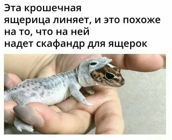 Эта крошечная ящерица линяет и это похоже на то что на ней надет скафандр для ящерок