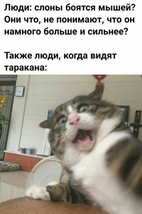 Люди слоны боятся мышей Они что не понимают что он намного больше и сильнее Также люди когда видят таракана