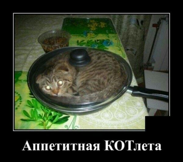 Аппетитная КОТлета