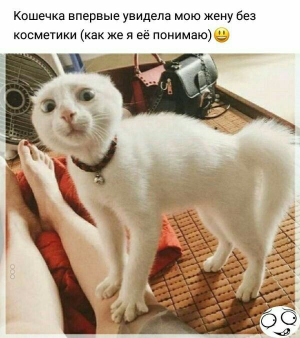Кошечка впервые увидела мою жену без косметики как же я её понимаю